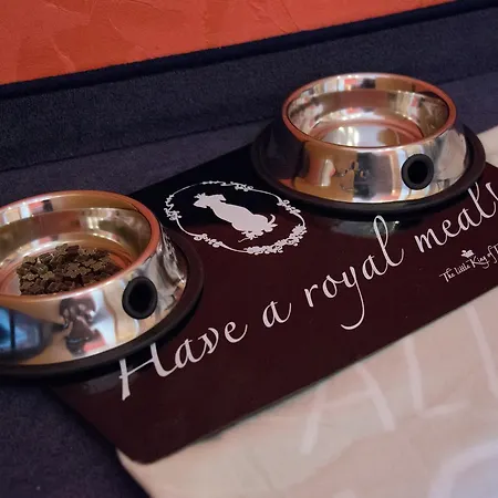 C-you 3* 开姆尼茨